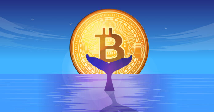 The Cryptocurrency Whale Phenomenon: How do Investors thread Volatility Splashes?